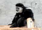 動物図鑑・クロシロコロブスの写真 12
